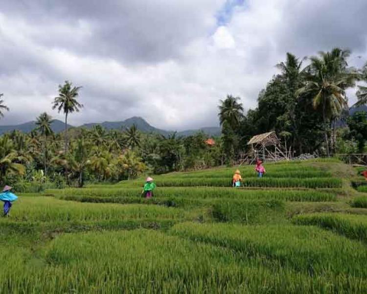 Bali Kintamani Sunrise and Lemukih Waterfall Trekking Tours