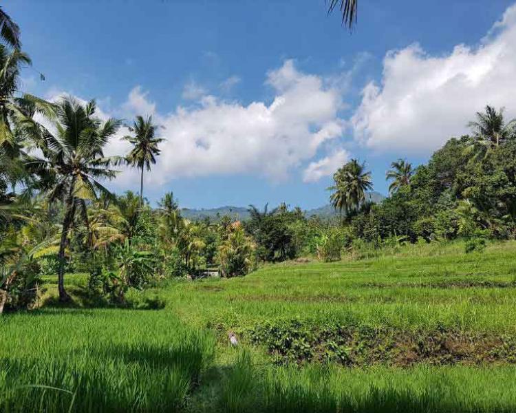 5 Things You Should Know Before Having Best Bali Waterfall Tours